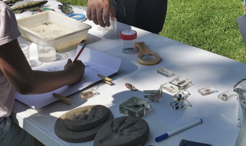 Les ateliers des p’tits curieux