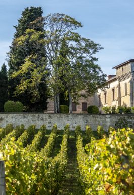 Irrésistible vignoble