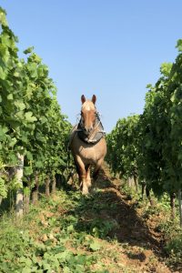 Château Plain Point – Balade en terres de Merveilles