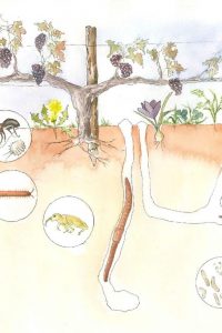 Parcours Pédagogique du Château Soutard