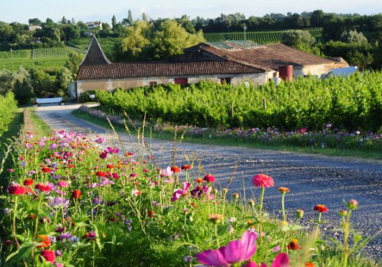 Château La Brande – « Un dimanche au Château en Fronsadais-Libournais »