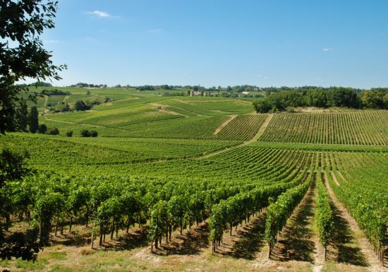 Boucle Nature et Vignes