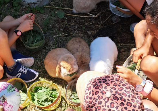 Atelier des p&rsquo;tits curieux : « Immersion à la ferme : à la découverte du plantain »
